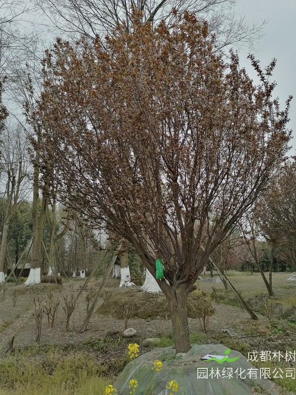 红叶李是常绿乔木还是落叶乔木？