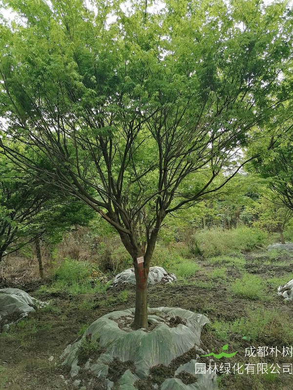 鸡爪槭的常规修剪要点有哪些？
