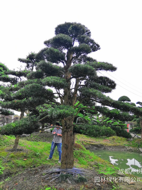 罗汉松的花什么样子的？