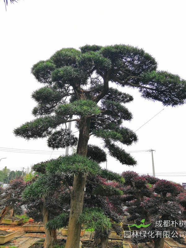 详解罗汉松的嫁接方法，什时候最易成活？