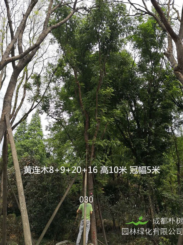 黄连木可以做手串吗？有什么好处？