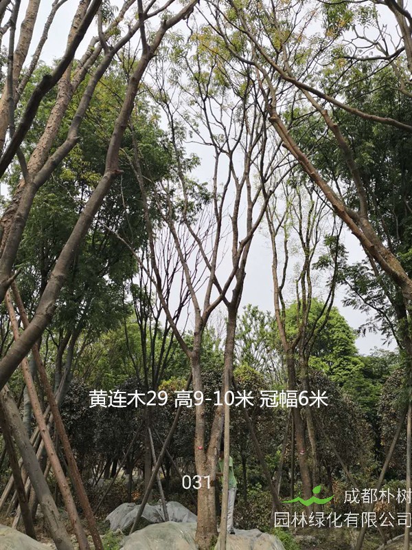 黄连木可以做盆景吗？