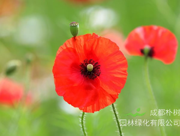 虞美人的外形特征是什么？