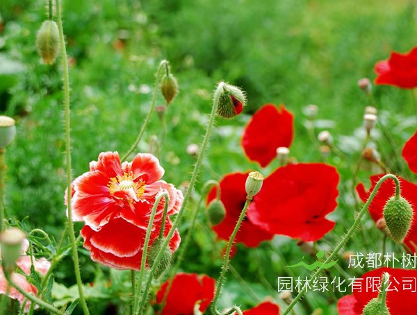 虞美人的特点是什么？