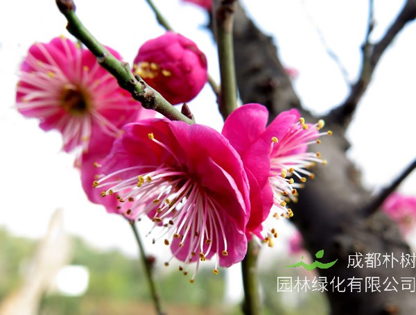 红梅用什么树嫁接最好？