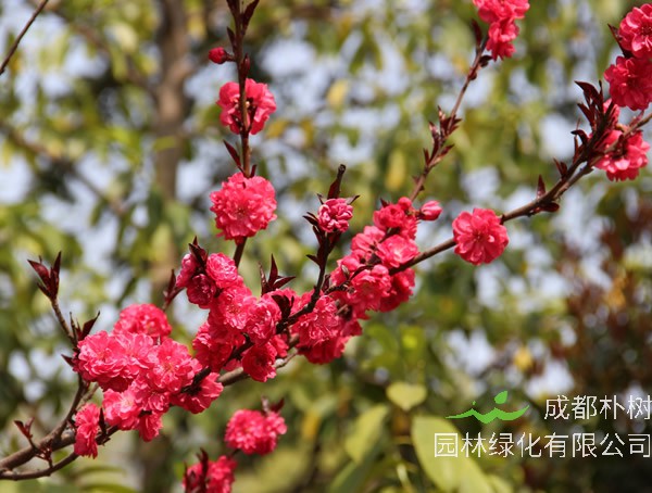 红梅盆景栽培和养护技巧有哪些？