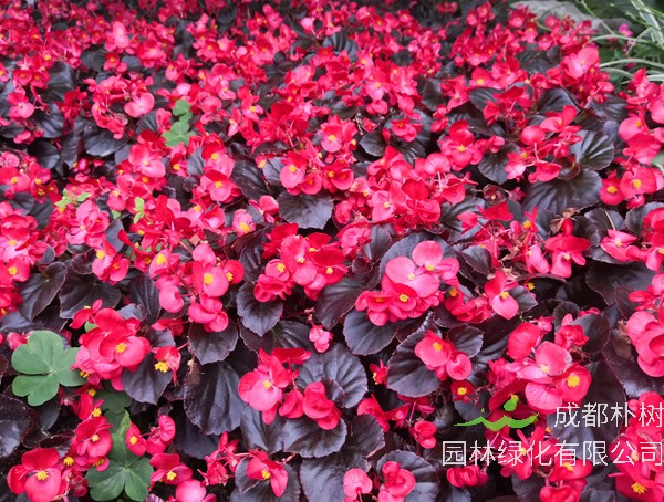 海棠如何种植？