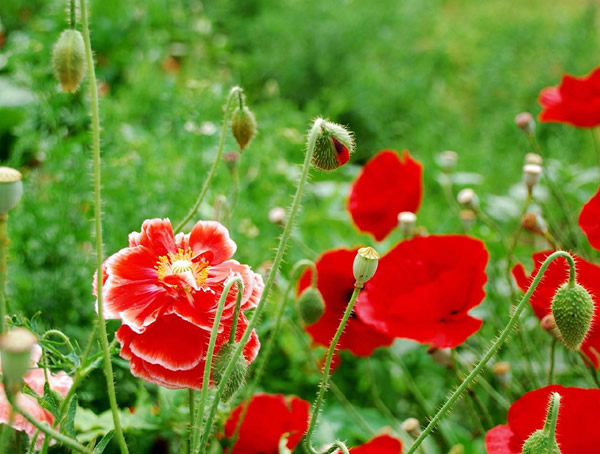 虞美人的特点是什么？