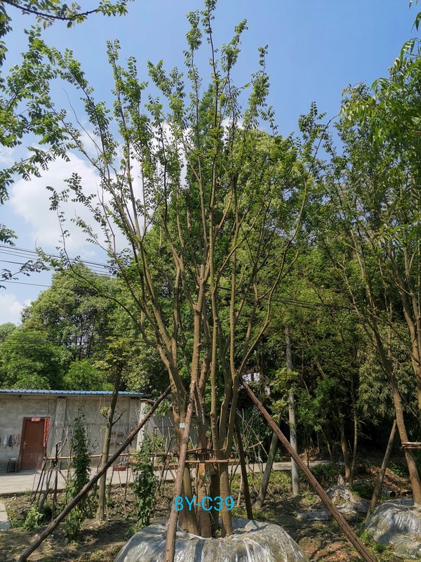 丛生朴树的树径怎么计算？