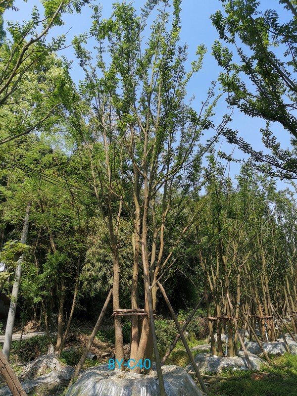 丛生朴树如何计算规格？