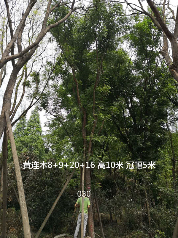 黄连木可以做手串吗？有什么好处？