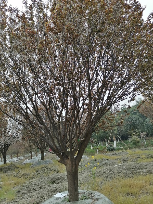 红叶李分公母吗？