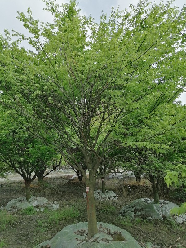 鸡爪槭果实的传播方式是什么？