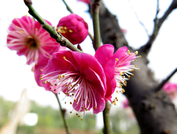 红梅用什么树嫁接最好？