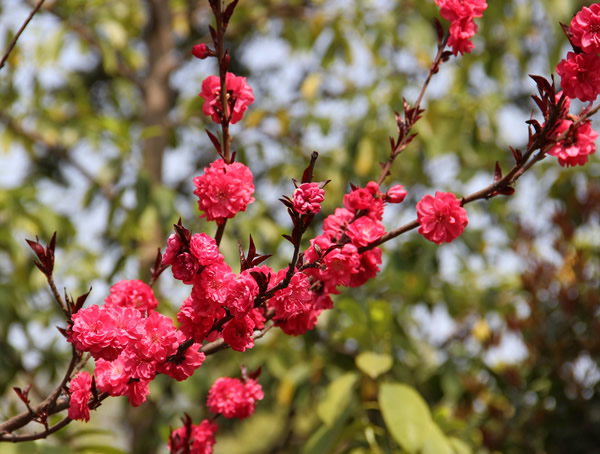 红梅盆景栽培和养护技巧有哪些？