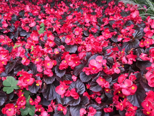 海棠如何种植？