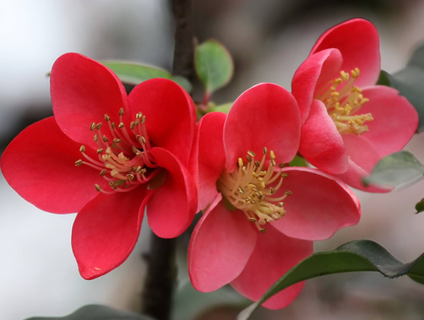 海棠木属于什么档次，有哪些优缺点？