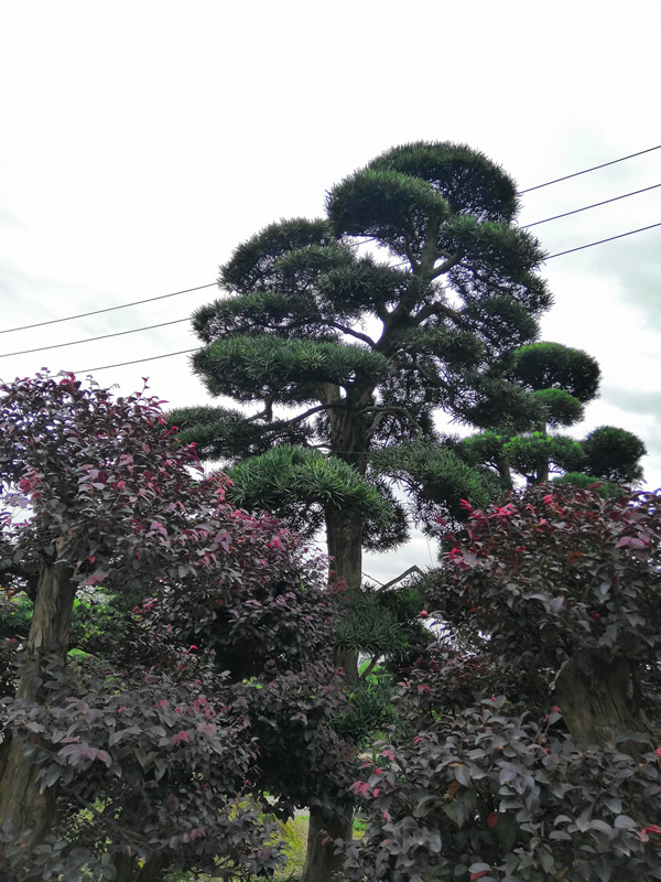 罗汉松的枯叶病怎么防治？