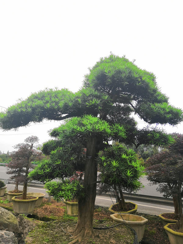 罗汉松的罗汉果可以吃吗？