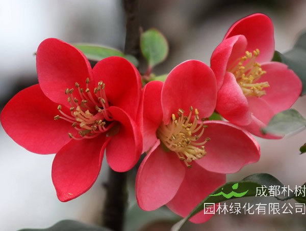 海棠木属于什么档次，有哪些优缺点？