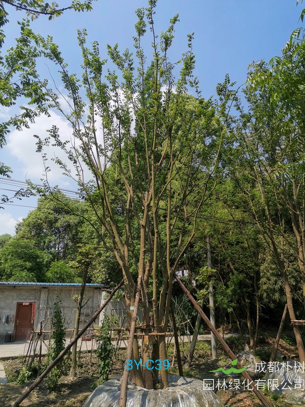 丛生朴树的树径怎么计算？