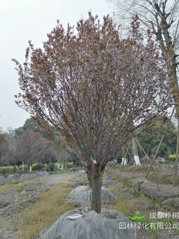 红叶李是果树吗？