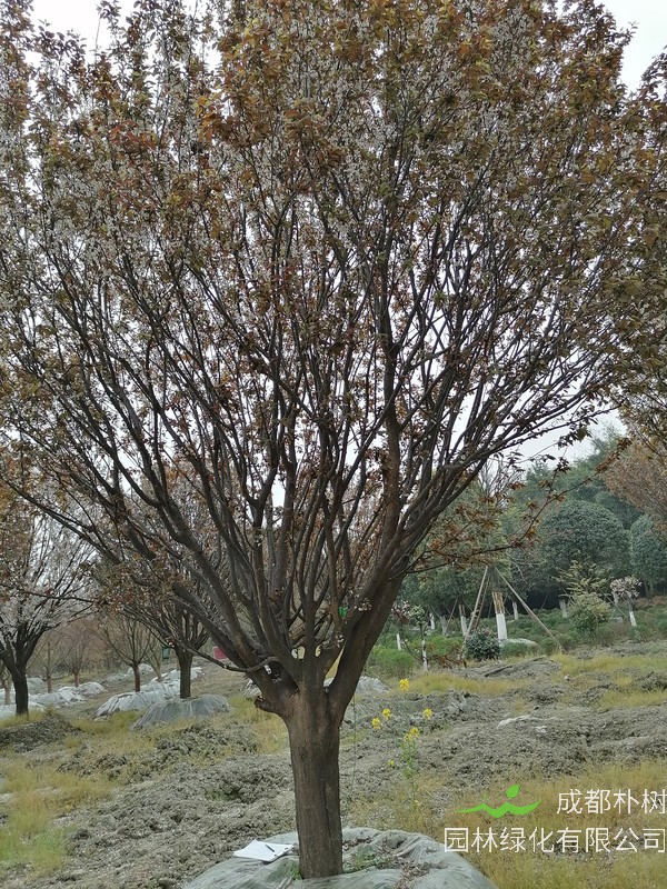 红叶李分公母吗？