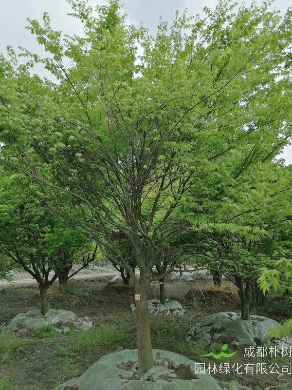 鸡爪槭果实的传播方式是什么？