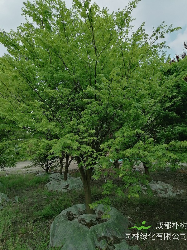 鸡爪槭的果实可以吃吗？