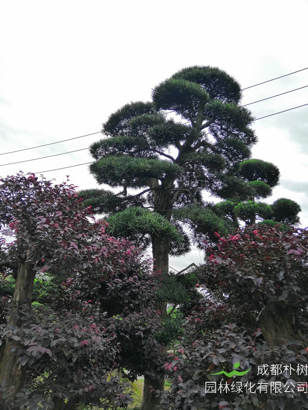 罗汉松的枯叶病怎么防治？