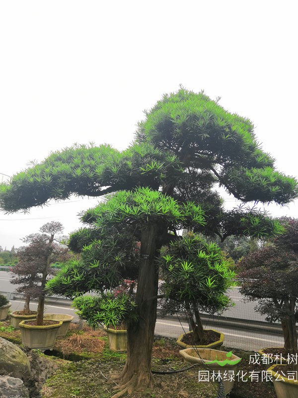 罗汉松的罗汉果可以吃吗？