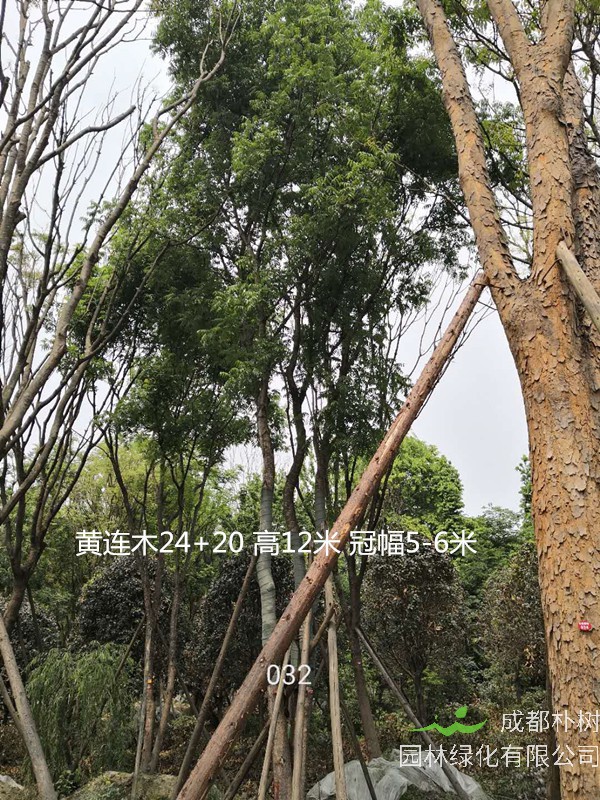 黄连木夏天落叶是什么原因？