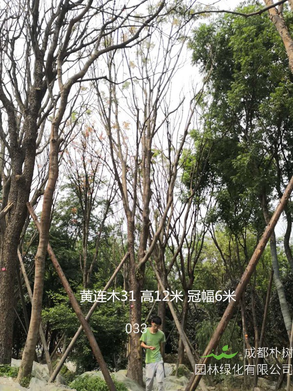 详解黄连木种子种植最佳方法