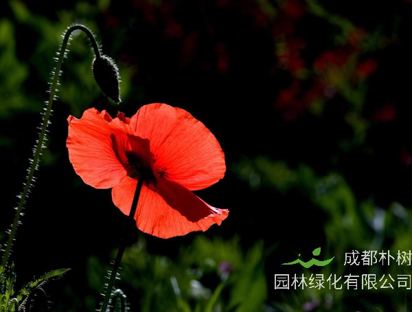 虞美人的养殖方法和注意事项分别有哪些？