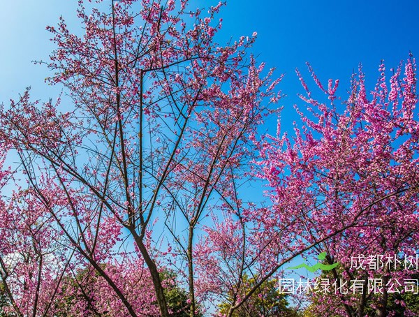 红梅一般在几月开花？