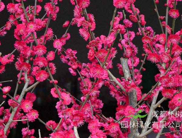 红梅可以在室内养吗？