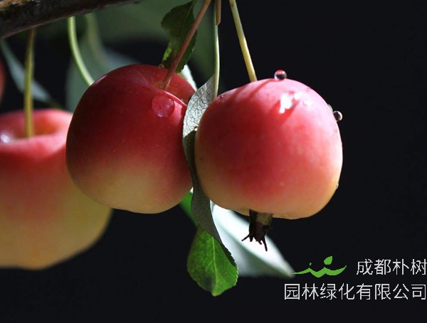 海棠果能吃吗？它有什么功效？