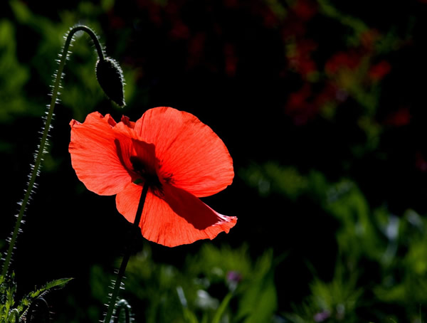 虞美人的养殖方法和注意事项分别有哪些？