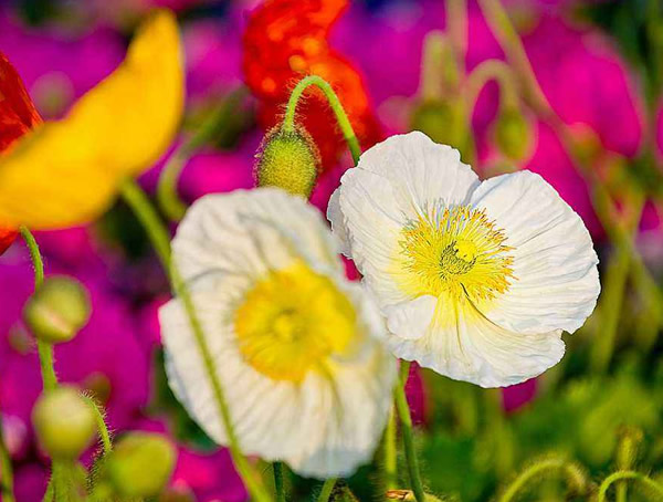 虞美人的药用价值和作用有哪些？