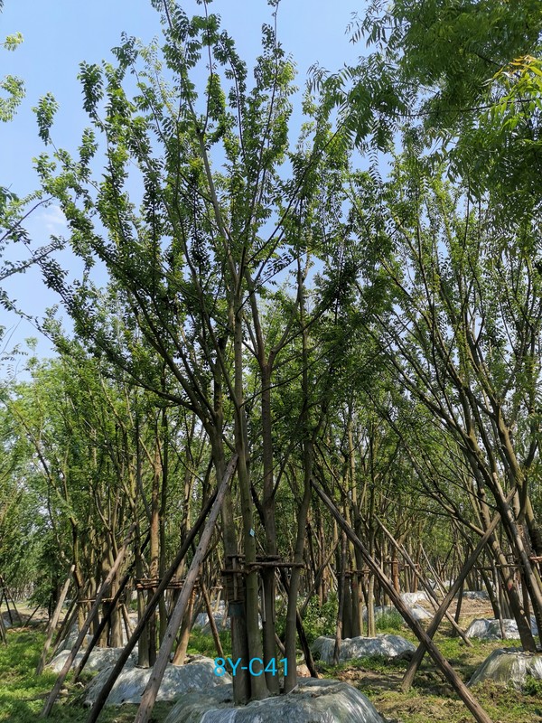 丛生朴树原产地属于那个省？