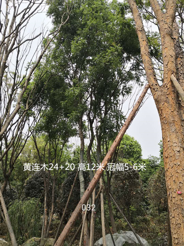 黄连木夏天落叶是什么原因？