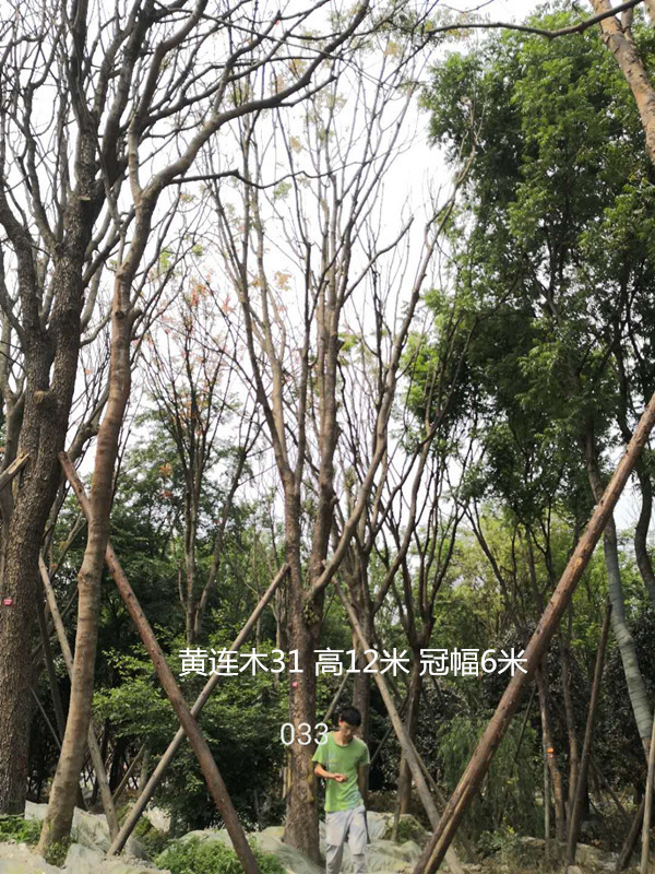 详解黄连木种子种植最佳方法