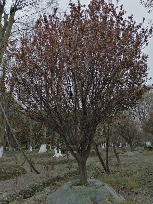 红叶李的果实几月份成熟？