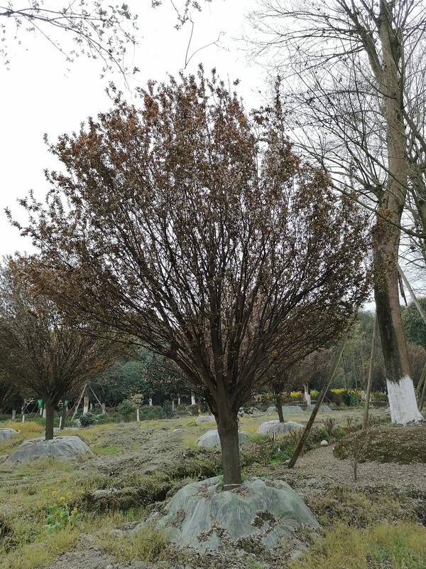 红叶李可以吃吗？