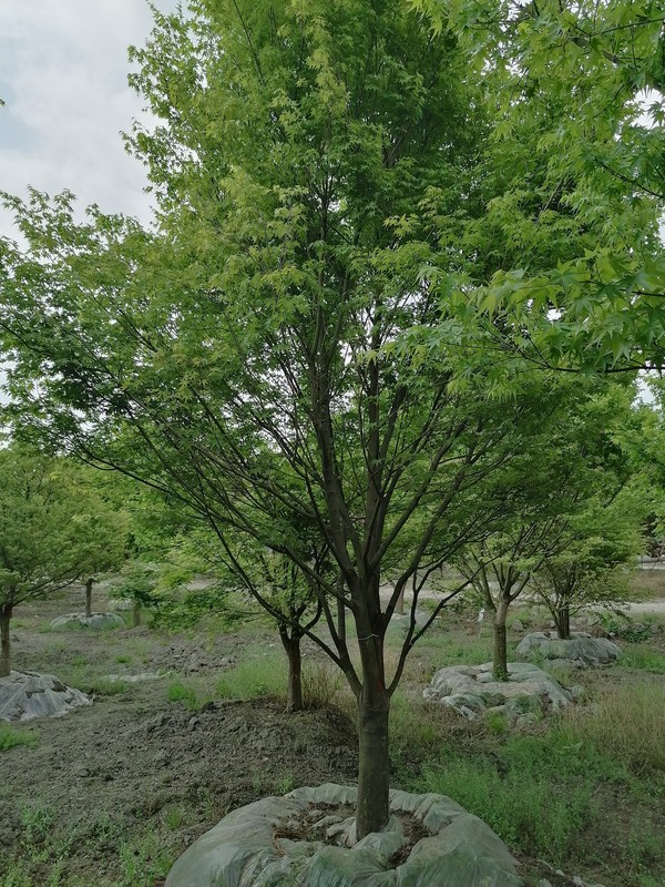 鸡爪槭和红枫的区别有哪些？