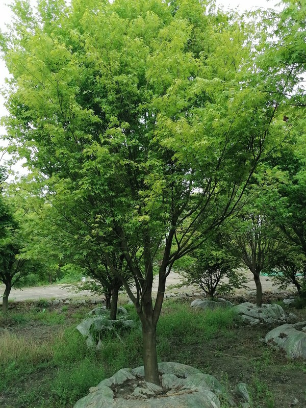 鸡爪槭的树叶几月变红？