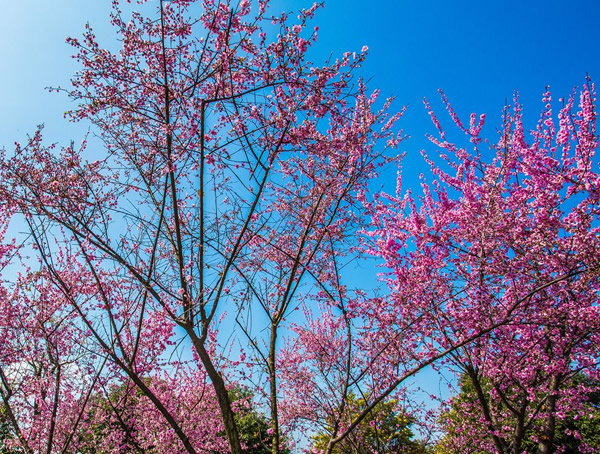 红梅一般在几月开花？