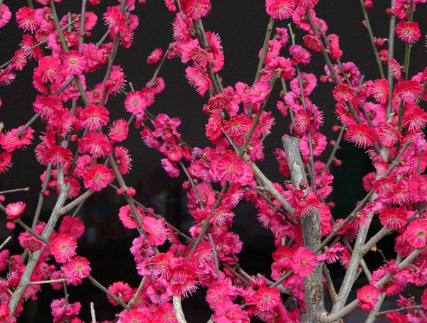 红梅可以在室内养吗？