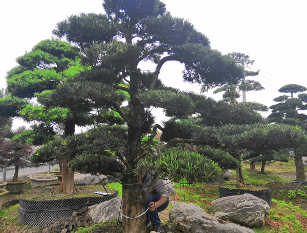 罗汉松的老叶怎么摘？