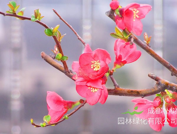 海棠耐寒吗？怎么御寒效果比较好？